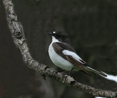 Серая мухоловка - eBird