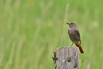 Red-breasted Flycatcher (Ficedula parva). Birds of Ukraine.