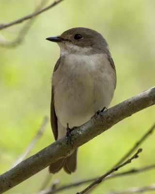 Голоса птиц Как поёт Мухоловка пеструшка Ficedula hypoleuca - YouTube