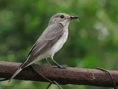 Серая мухоловка — Muscicapa striata Pall / Перелетная птица, есть некоторые  районы, где птицы живут оседло Эта птица популярна в странах Европы, так  как практически в каждой стране в том или ином