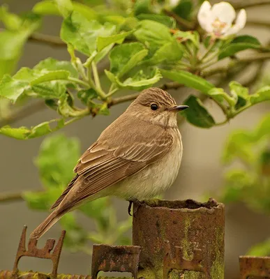 European Pied Flycatcher ,Мухоловка-пеструшка - Ficedula hypoleuca.  Photographer Evgeniy