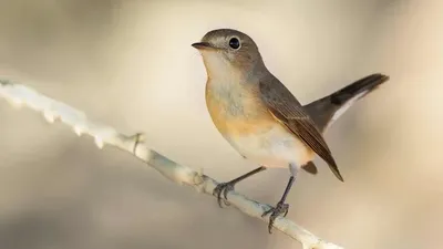 Мухоловка-пеструшка (Ficedula hypoleuca)