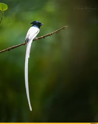 Фотогалерея - Птицы (Aves) - Серая мухоловка (Muscicapa striata) - Природа  Республики Мордовия