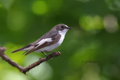 Мухоловка-пеструшка (Ficedula hypoleuca)