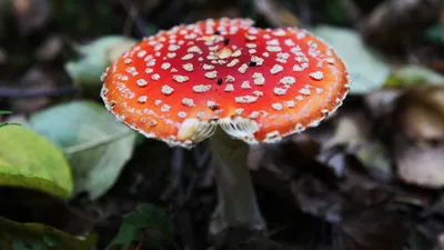 Мухомор красный (Amanita muscaria) фото и описание