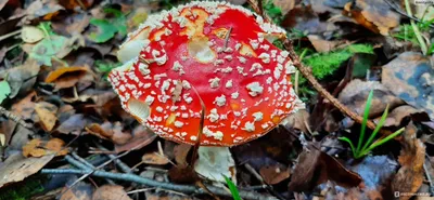 Мухомор Франше (Amanita franchetii) фотографии, видео и истории