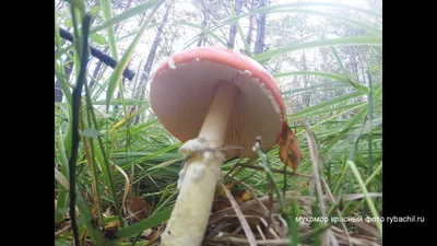 Цезарский гриб (Мухомор цезаря) (Amanita caesarea) фото и описание