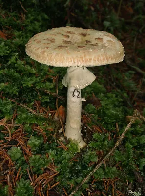 Мухомор яйцевидный (Amanita ovoidea) фото и описание