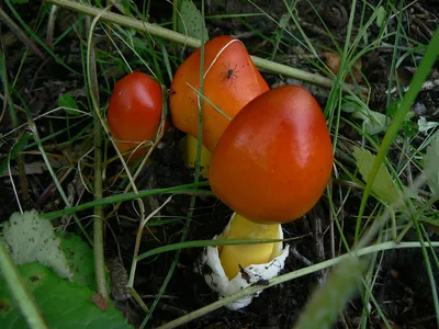 Мухомор серо-розовый (Amanita rubescens) фото и описание