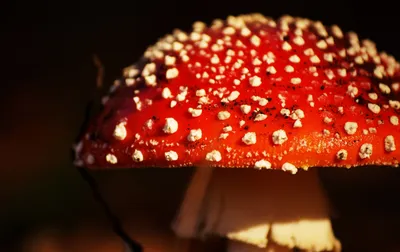 Мухомор цезаревидный (Amanita caesareoides) фотографии, видео и истории