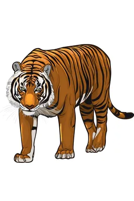 Tiger. Тигр. PNG. | Тигр