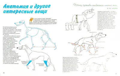 Мультфильм "Портрет собаки"