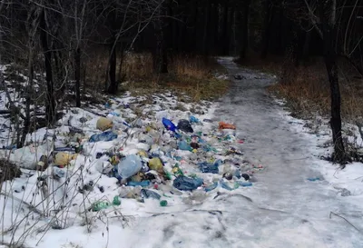 В лесу на Волыни обнаружили вероятно львовский мусор - волонтер (фото) |  УНИАН