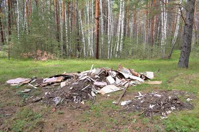 Волонтер: в лесу на Волыни нашли львовский мусор - Новости на 