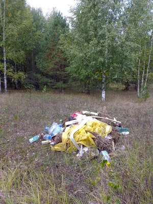 Мусор В Лесу: последние новости на сегодня, самые свежие сведения | 45.ру -  новости Кургана