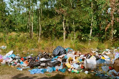 Чем опасен мусор в лесу? | Министерство природных ресурсов и экологии  Чувашской Республики