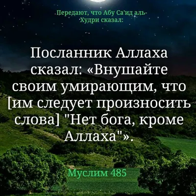 Что говорят мусульманские хадисы о любви к животным | Православие,  самодержавие и спорт | Дзен