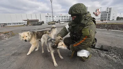 Собаки-мутанты в зоне отчуждения Чернобыльской АЭС. Что происходит на самом  деле
