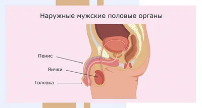 Анатомическое строение мужских половых органов | "МедЦентрСервис"