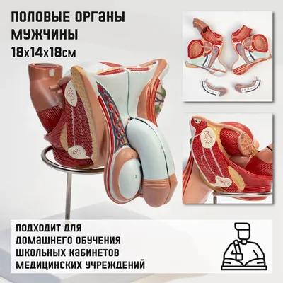 Тренажер для наружного осмотра мужских половых органов | 