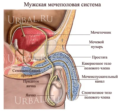 Как устроена мужская репродуктивная система - схема мужской половой системы