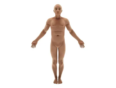 Модель анатомии человека мужского пола с внутренними органами с текстурами  4K 3D Модель $139 - .max .c4d .fbx .obj - Free3D