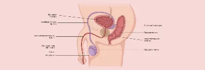 Анатомия и функционирование мужской репродуктивной системы