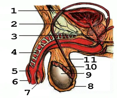 Анатомия: Половой член