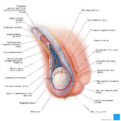 Анатомия: Половой член