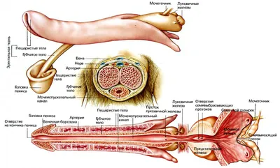 Анатомия: Половые органы. Мужские половые органы
