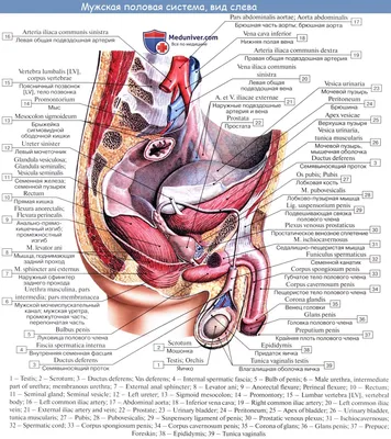 Как устроена мужская репродуктивная система - схема мужской половой системы