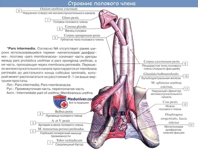 УЗДГ сосудов полового члена