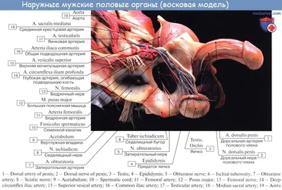 Функциональная анатомия половой системы. Промежность.