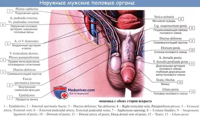 Анатомия и функционирование мужской репродуктивной системы