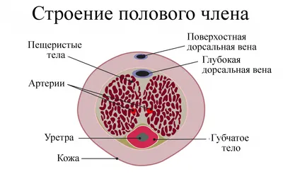 Денервация головки полового члена, цена в Москве в медицинском центре  «Дельтаклиник»