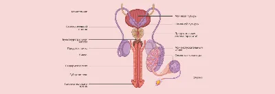 Мужская половая система: строение и органы
