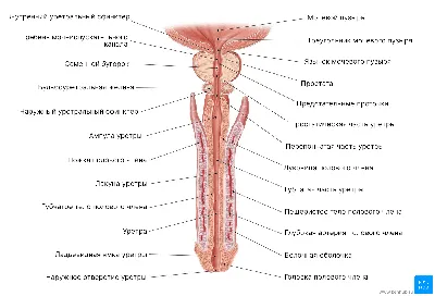 Мужские репродуктивные органы - Kenhub