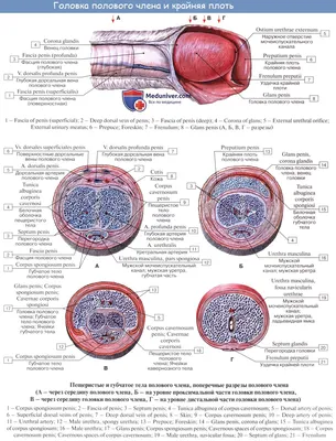 Заболевания полового члена: виды, признаки, диагностика и лечение болезней  члена