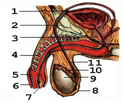 Строение мужской половой системы — задание. Биология, 8 класс.