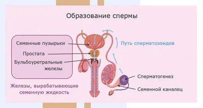 Урок1 - Анатомия мужской половой системы - YouTube