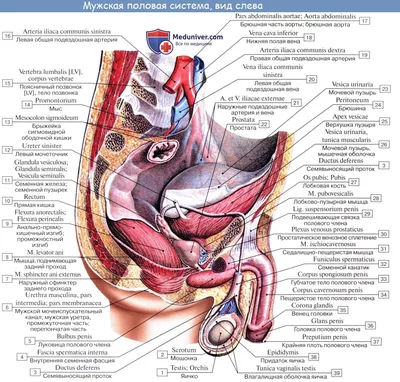Анатомия: Половые органы. Мужские половые органы