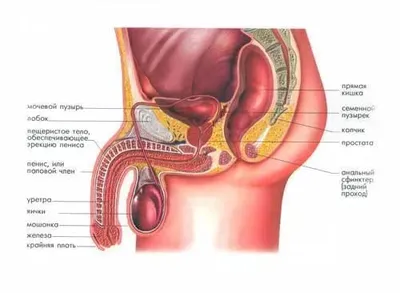 УЗДГ сосудов полового члена