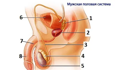 Половой член человека — Википедия