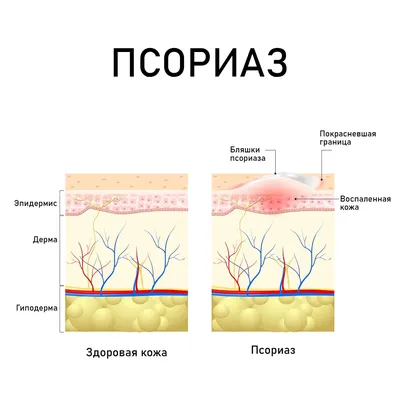 Анатомия женских половых органов - Центр лапароскопии в Москве