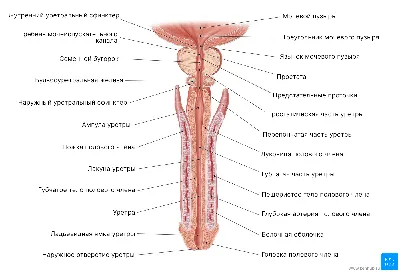 Как устроена мужская репродуктивная система - схема мужской половой системы