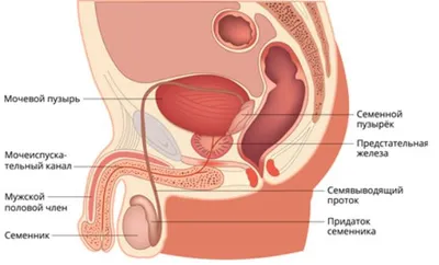 Как устроена мужская репродуктивная система - схема мужской половой системы
