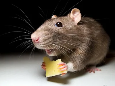 Мышь ест сыр , профессиональное фото…» — создано в Шедевруме