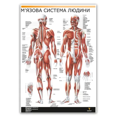 Мышечная система человека, вид сзади (анатомия человека) Плакат глянцевый  А2+, плотная фотобумага от 200г/м2 - купить с доставкой по выгодным ценам в  интернет-магазине OZON (261474541)