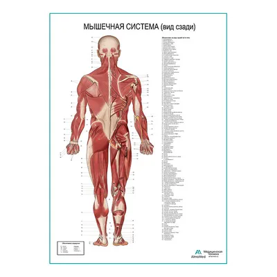 Мышечная система человека - полезная информация о мышцах