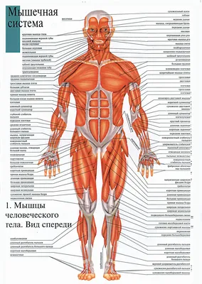 Мышечная система - плакат (ID#1598274511), цена: 31 ₴, купить на 